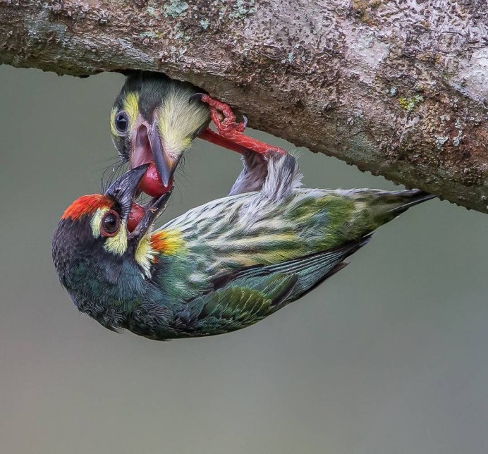 Необычные птицы