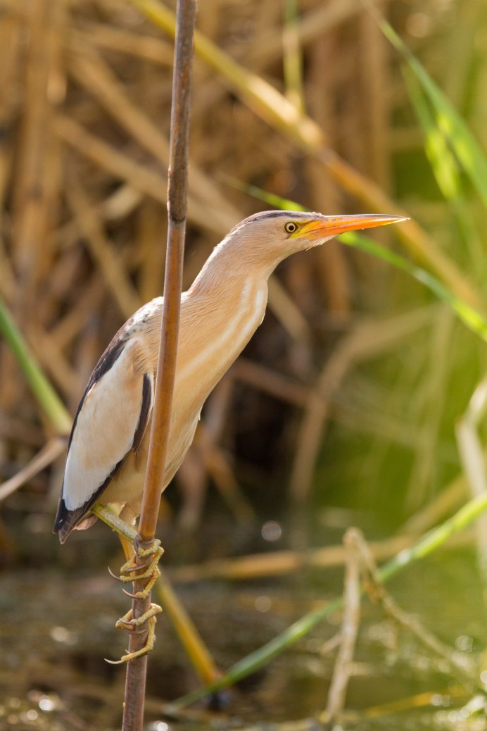 Птицы в тростнике