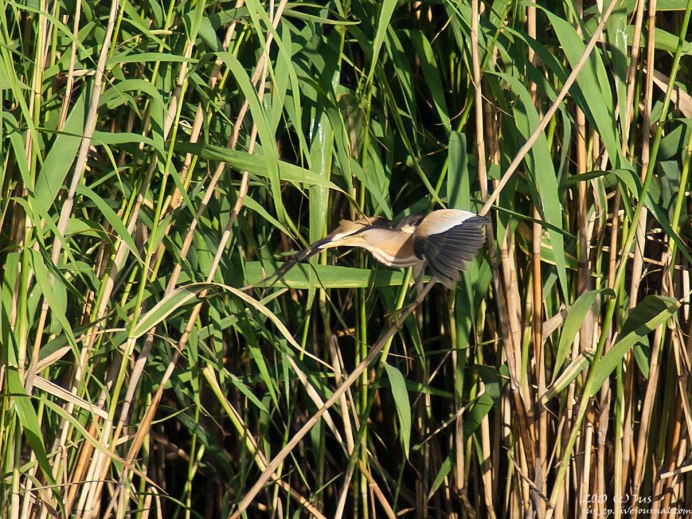 Черная птичка Весенняя