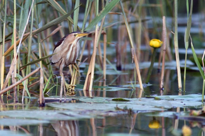 Выпь фото голос