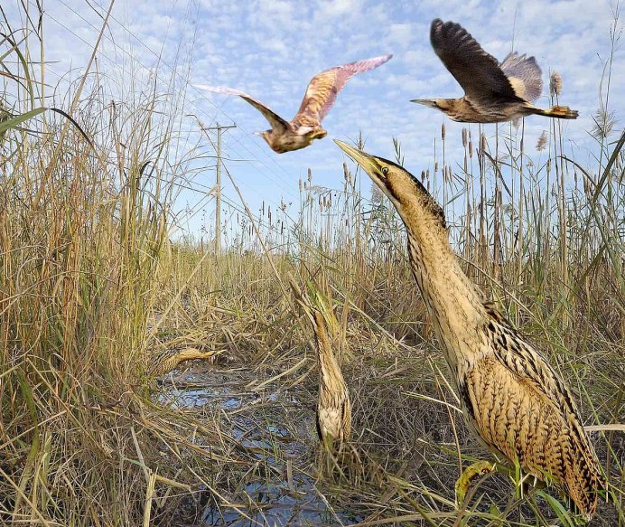Цапля Ardea purpurea