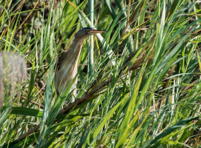 Черные птички в камышах на озере