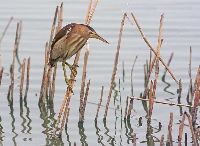 Болото утки