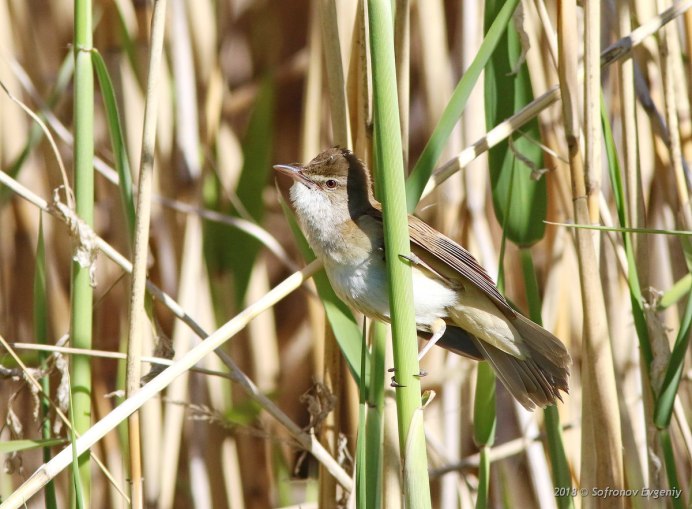 Вертлявая камышевка (Acrocephalus paludicola)