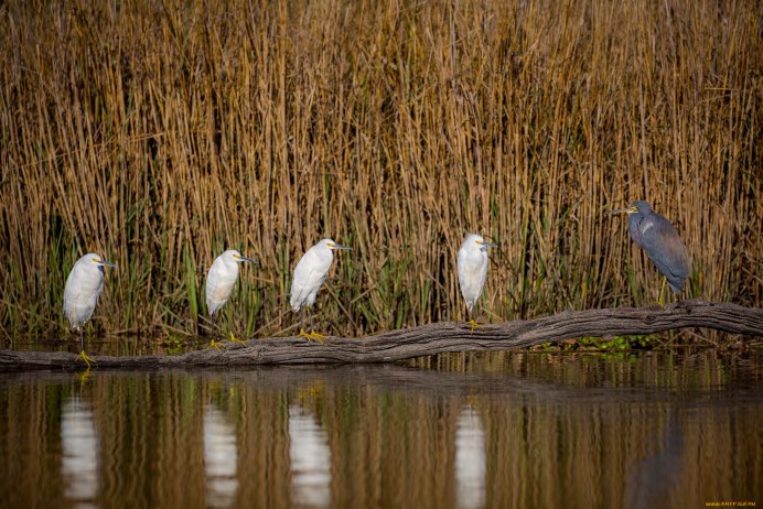Нечкинский национальный парк птицы