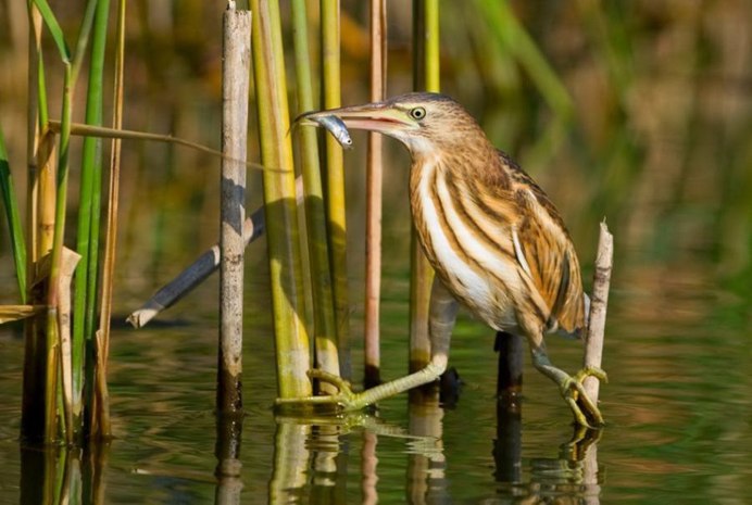 Птица кряква Болотная