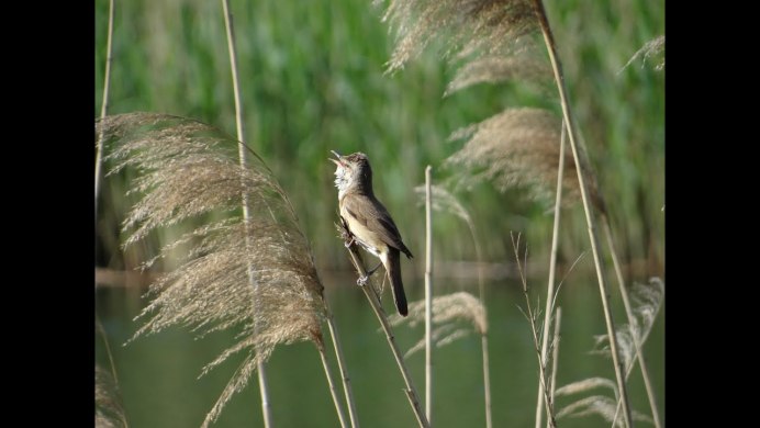 Болотная птица выпь