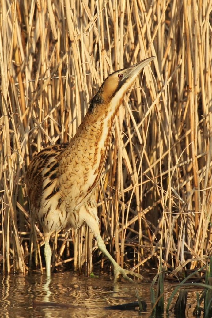 Птицы в тростнике