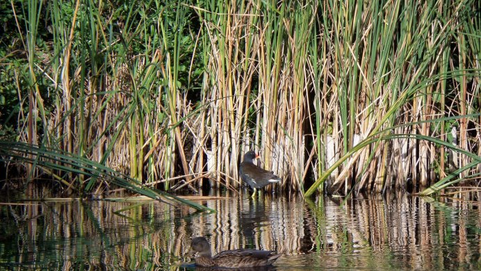 Белая цапля на болоте