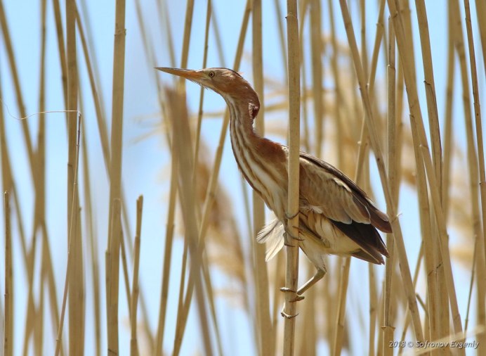 Выпь Болотная большая