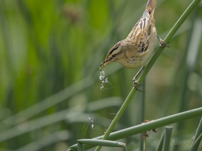 Камышевка в камышах