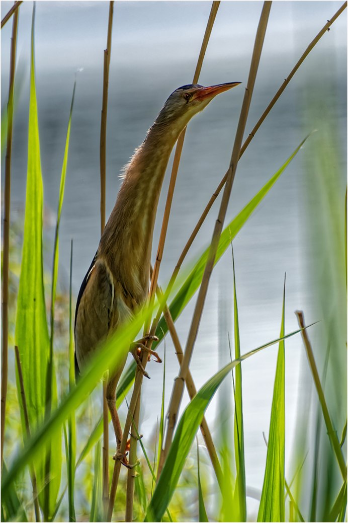 Сестрорецкое болото Цапли