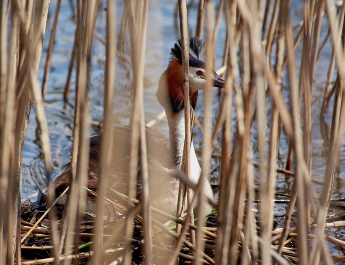 Большая выпь Botaurus Stellaris