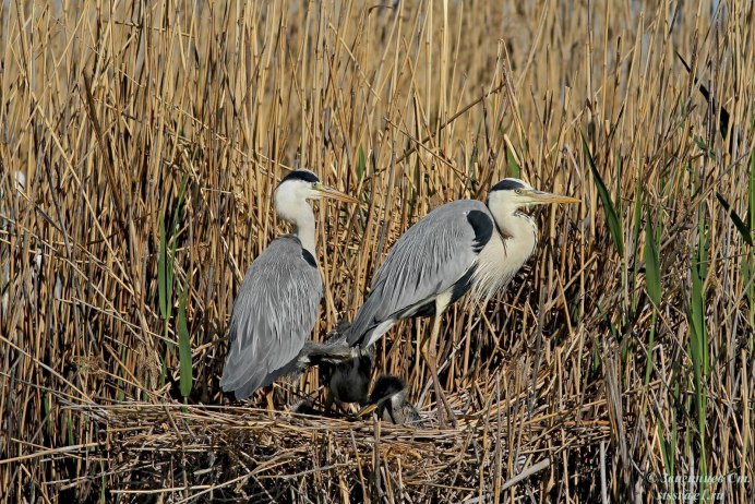 Птицы в тростнике