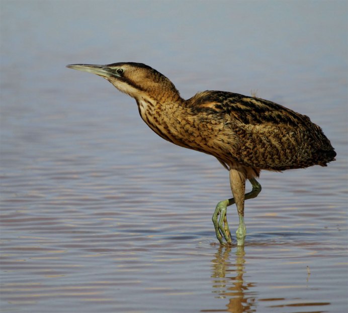 Выпь Болотная