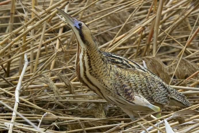 Выпь Болотная Болотная