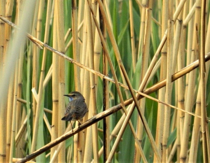 Выпь в камышах