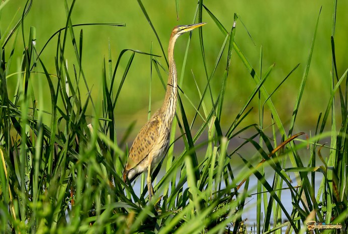 Милые животные которые живут в камышах