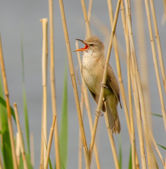 Птицы обитающие в камышах