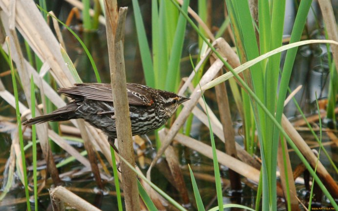 Птица маскирующаяся в зарослях тростника