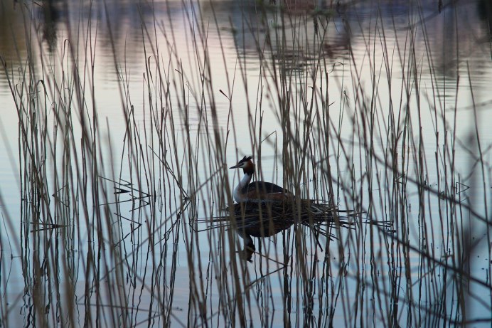 Гнездо камышовки