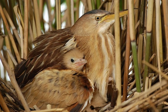 Птицы в тростнике