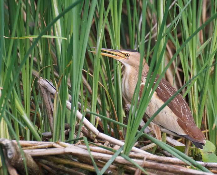 Птица в камышах