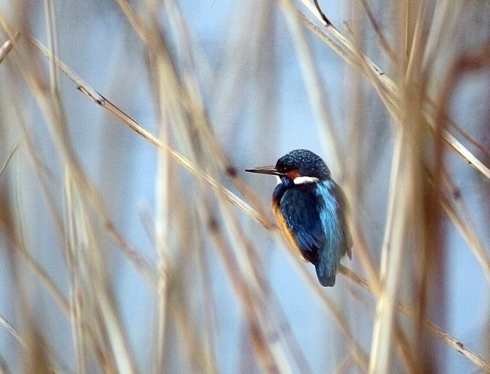 Болотная овсянка пикала