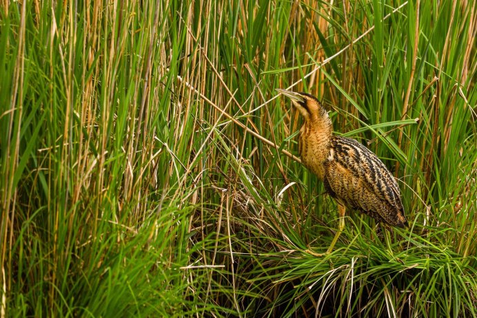Выпь в камышах
