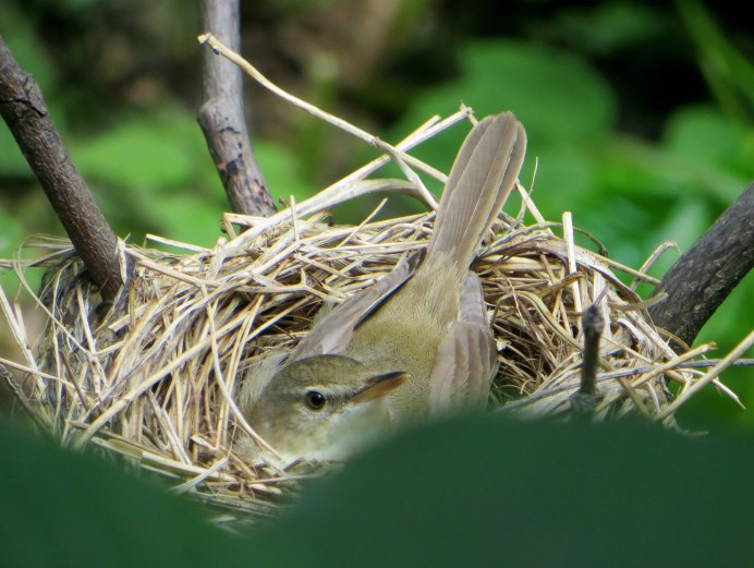 Выпь в камышах