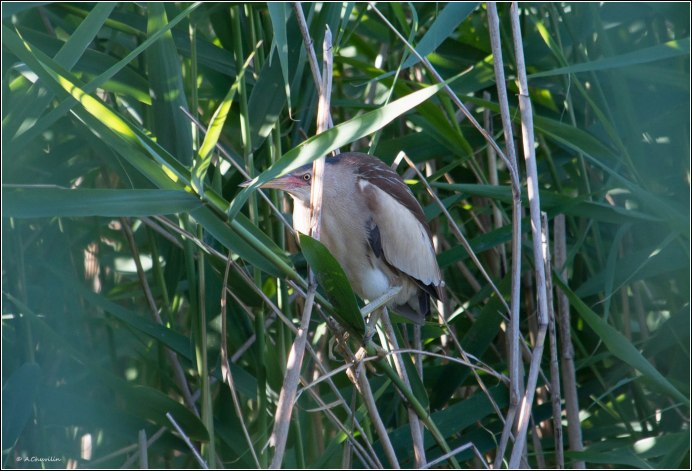 Выпь кричит