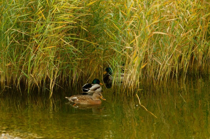 Американская выпь птица