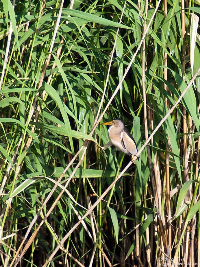 Лысуха гнездование