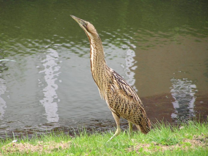 Птица в камышах