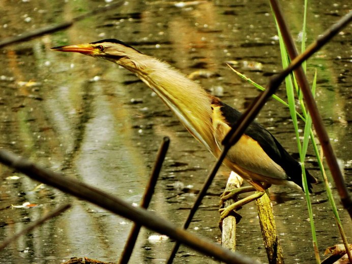 Камуфляж выпи