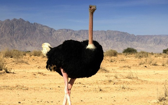 Андский Кондор