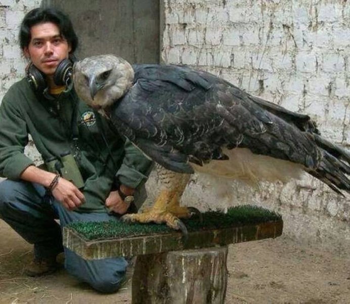 Китоглав птенцы