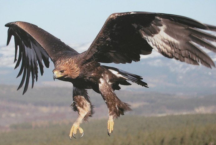 Виды страусов названия
