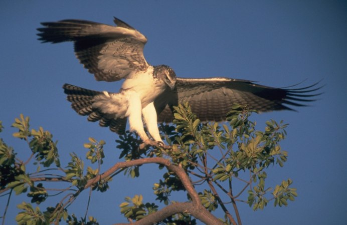 Андский Кондор размах крыльев