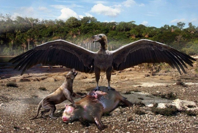 Андский Кондор с человеком