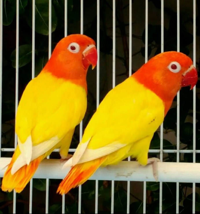 Коралловый кенар