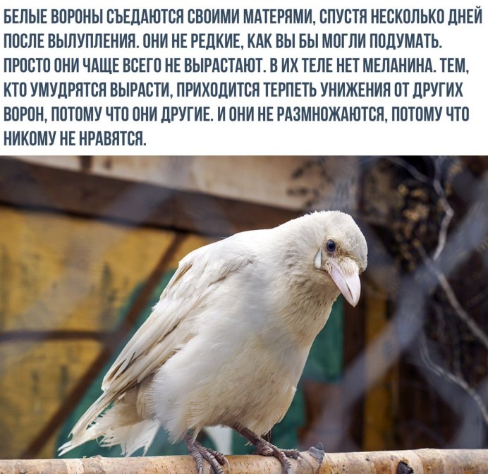 Белая ворона про арт фото