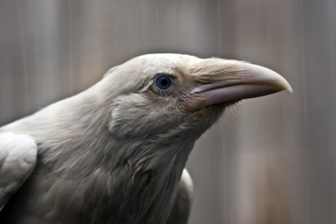 White Crow