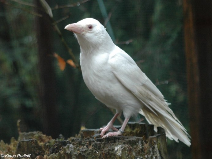 Albino Raven