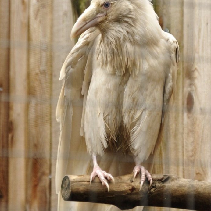Коршун альбинос