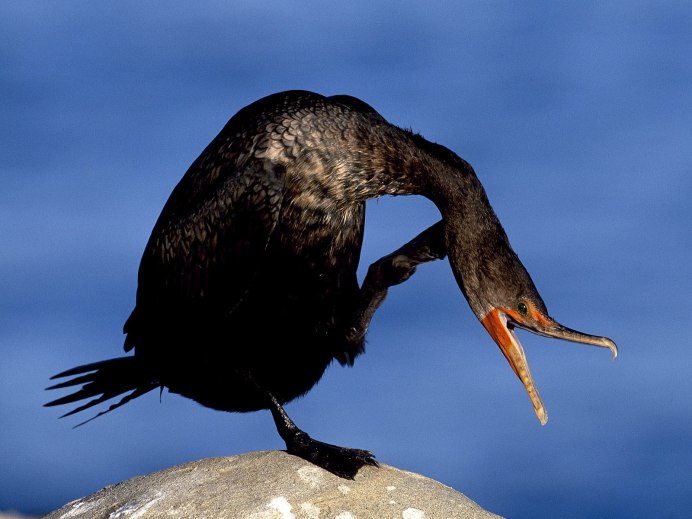 Большой Баклан Phalacrocorax Carbo