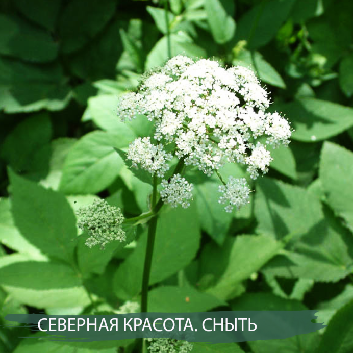 Сныть кашмирская