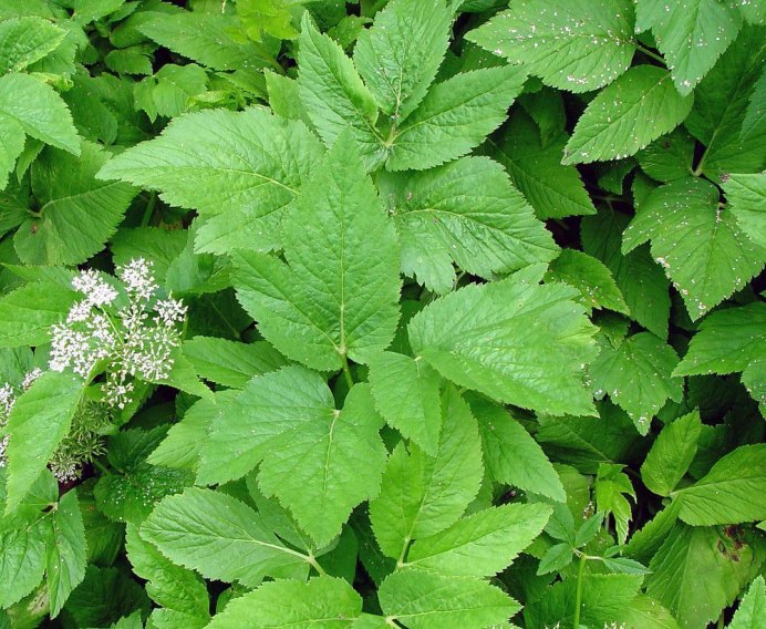 Сныть (Aegopodium podagraria)