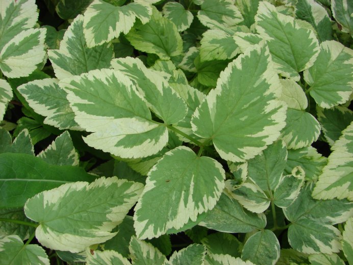 Сныть обыкновенная (Aegopodium podagraria l.)