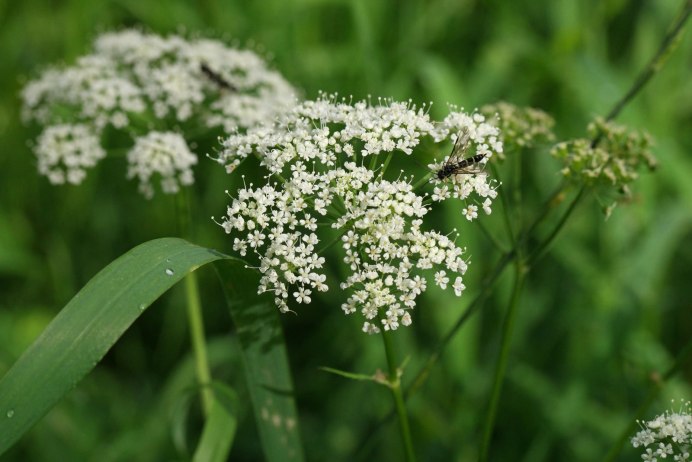 Сныть (Aegopodium podagraria)